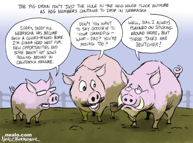 hogs pigs brain drain
